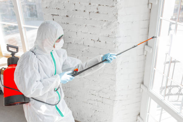  Hollymead, VA Mold Removal Pros